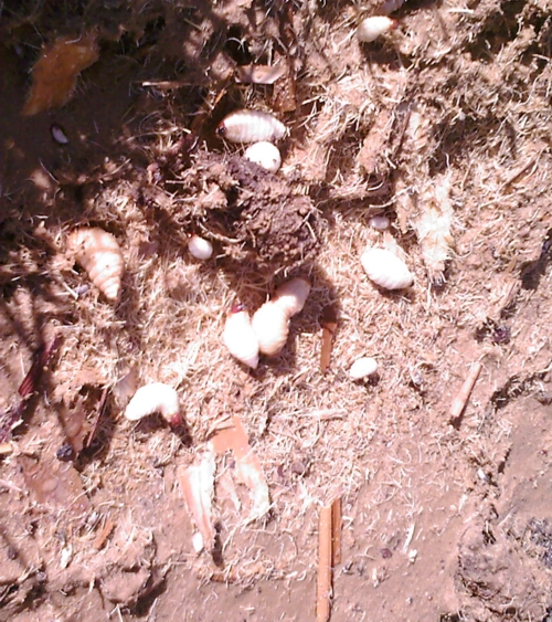 larvae of the red palm weevil algarve