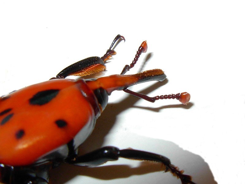 red palm weevil algarve
