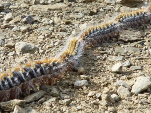 pine caterpillar algarve