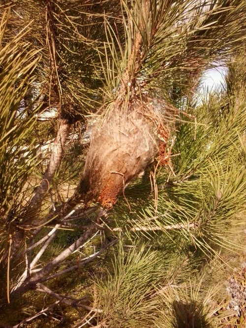signs of infested palm trees