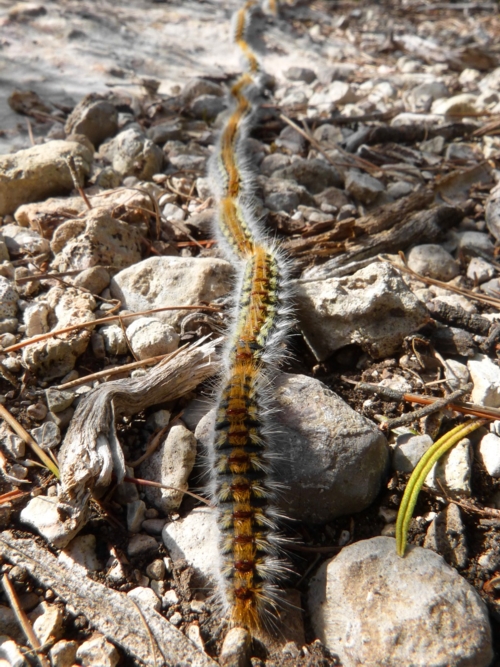 pine caterpillar algarve