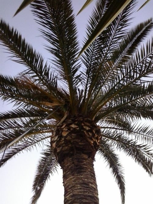 palm protection algarve