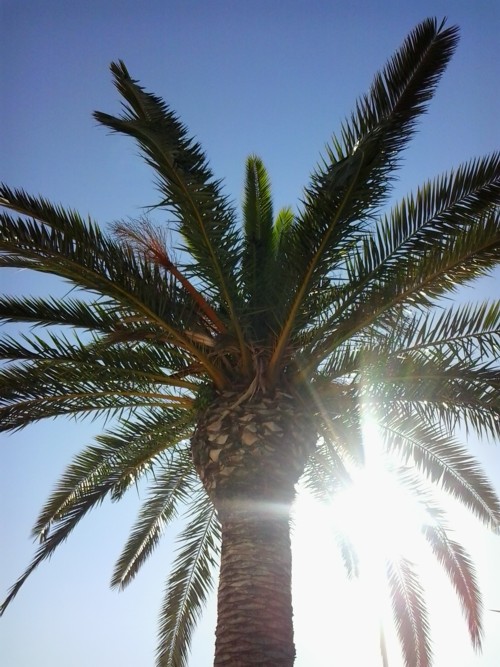 palm treatments against the red palm weevil algarve