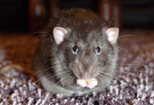 fighting rats in the algarve