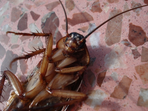 cockroach treatment algarve