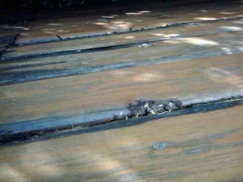 company treating against termites algarve alentejo