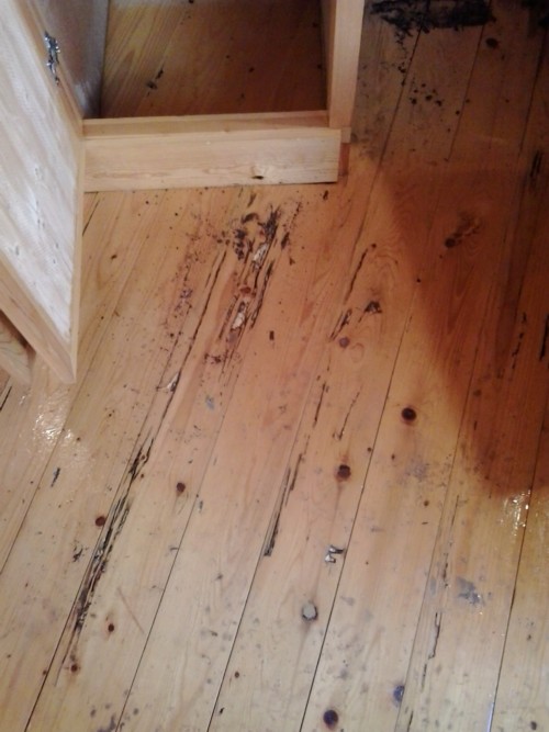 pest control company fighting termites in the algarve
