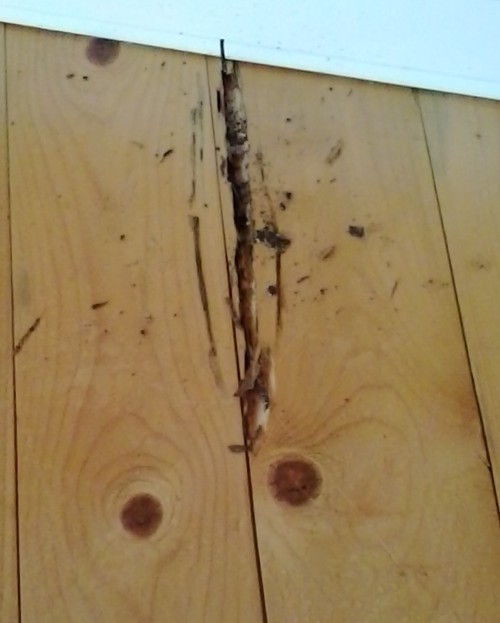 termites algarve