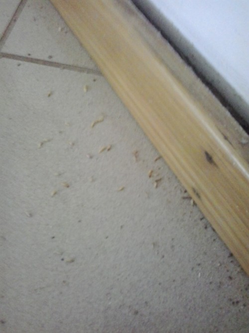 termite infestation algarve