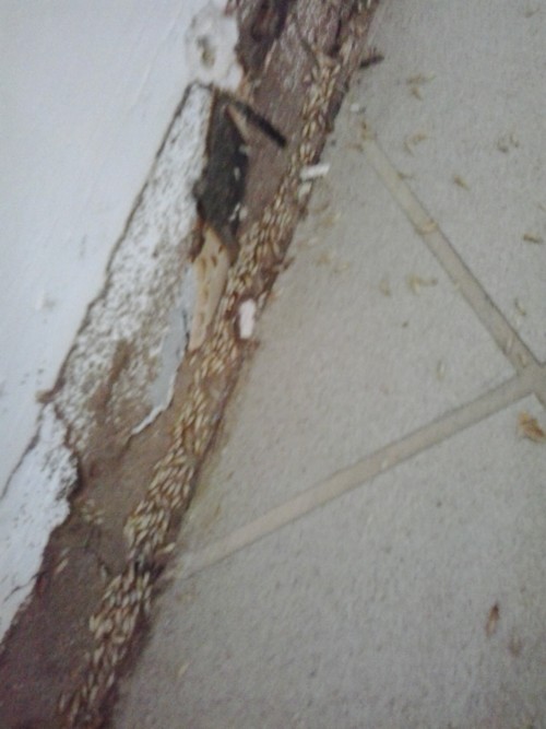 fighting termites