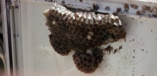 how to avoid wasps algarve