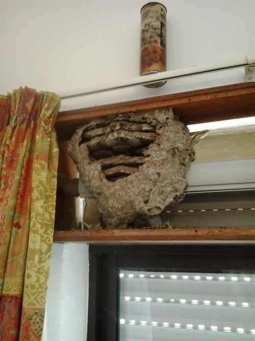 wasp nest