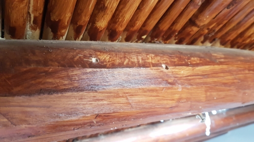 madeira infestada num telhado
