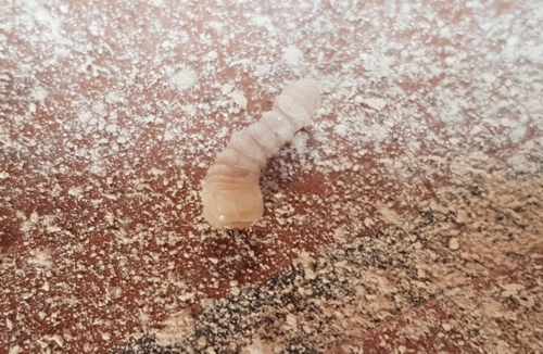 madeira infestada num telhado