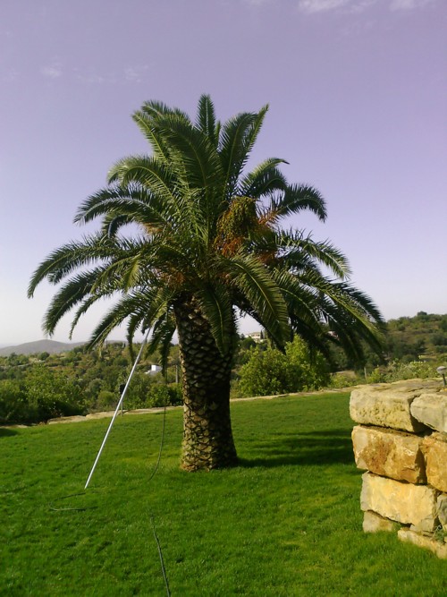 combater bicho da palmeira no algarve
