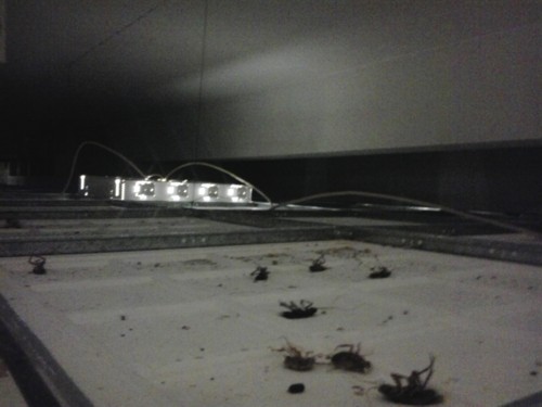 baratas num tecto falso no algarve
